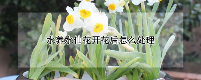 水养水仙花开花后怎么处理