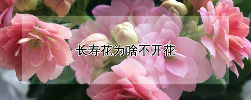 长寿花为啥不开花"