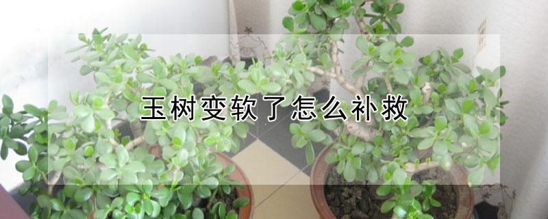 玉树变软了怎么补救"