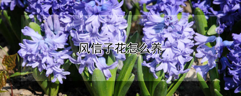 风信子花怎么养"