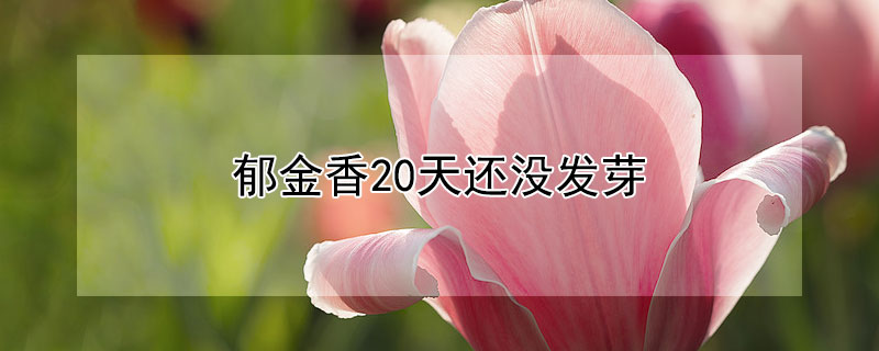 郁金香20天还没发芽"