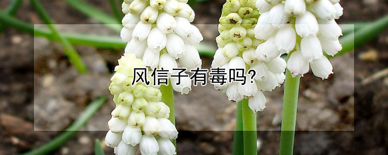 风信子有毒吗?"