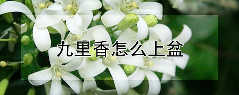 九里香怎么上盆