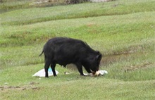 特种野猪肉市场上畅销