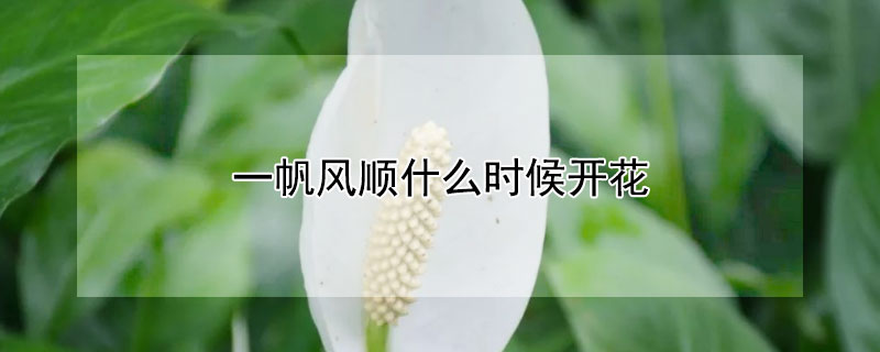 一帆风顺什么时候开花"