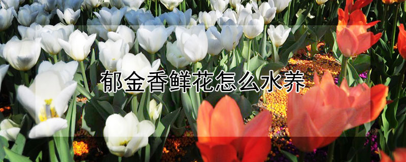 郁金香鲜花怎么水养"