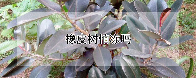 橡皮树怕冻吗"