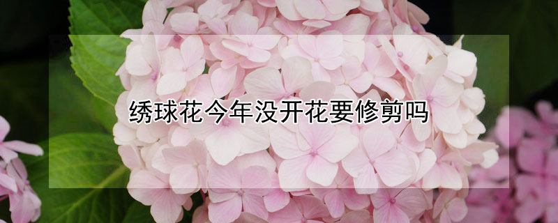 绣球花今年没开花要修剪吗"