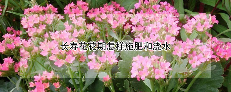 长寿花花期怎样施肥和浇水"