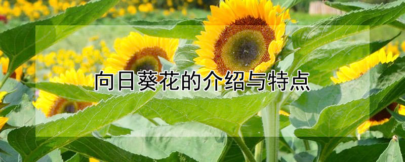 向日葵花的介绍与特点"