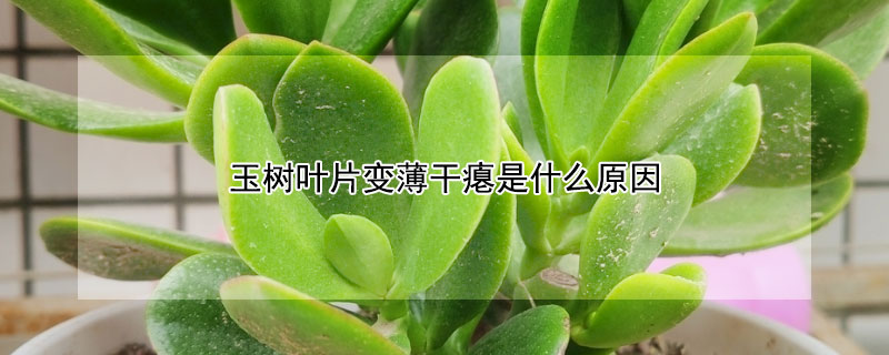 玉树叶片变薄干瘪是什么原因"