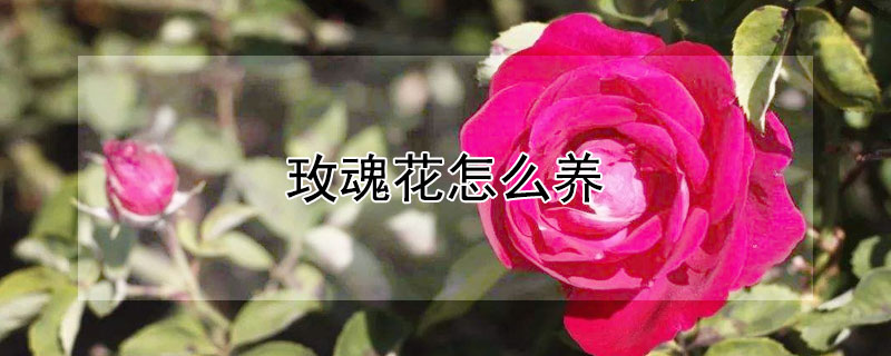 玫魂花怎么养"