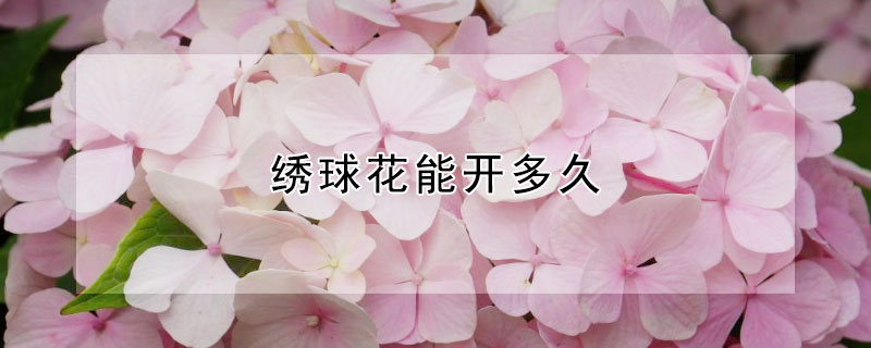 绣球花能开多久"