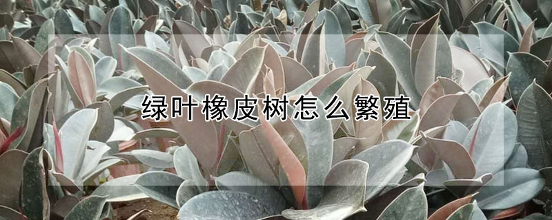 绿叶橡皮树怎么繁殖"