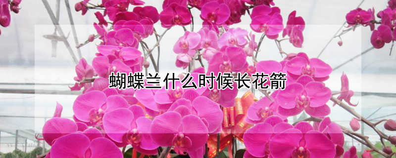 蝴蝶兰什么时候长花箭"