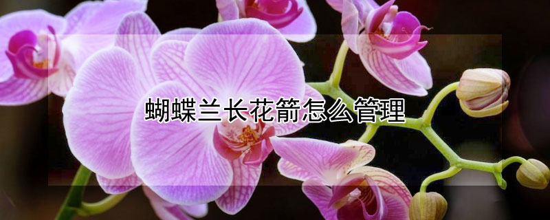 蝴蝶兰长花箭怎么管理"