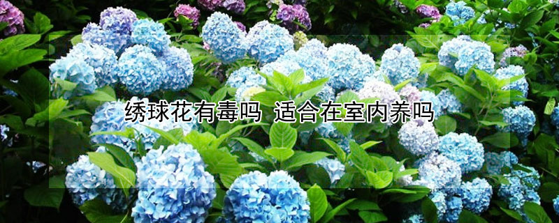 绣球花有毒吗