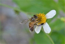 蜜蜂花粉中毒的救护"