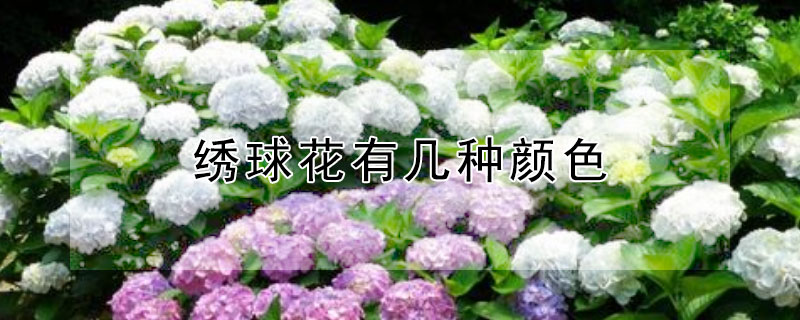 绣球花有几种颜色"