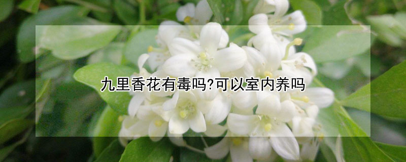 九里香花有毒吗?可以室内养吗"