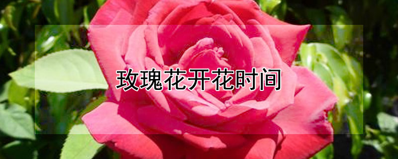 玫瑰花开花时间"