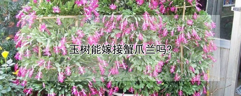 玉树能嫁接蟹爪兰吗?"