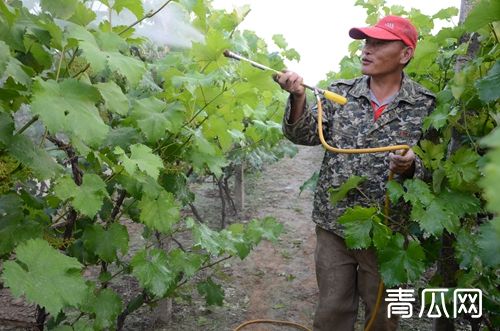 醚菌酯?的特点及注意事项"