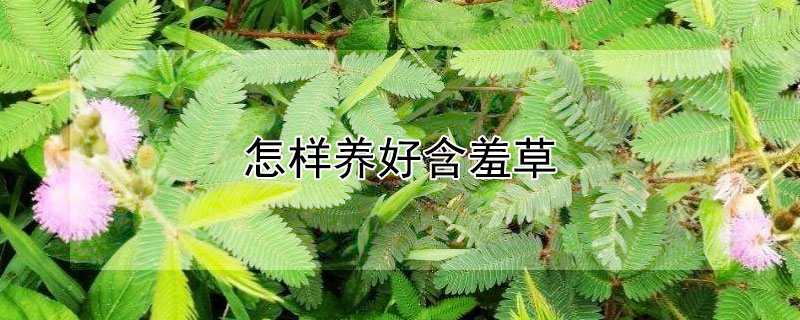 怎样养好含羞草"