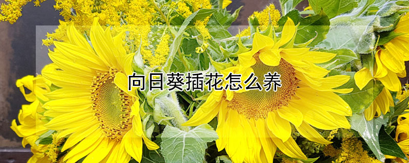 向日葵插花怎么养"