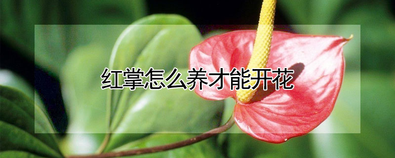 红掌怎么养才能开花"