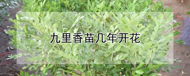 九里香苗几年开花"