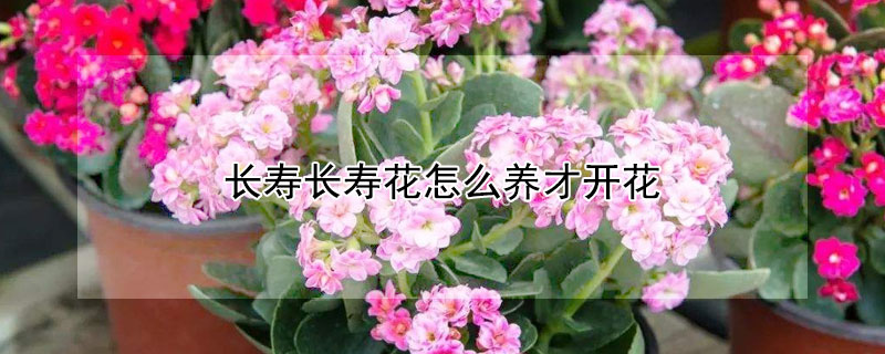 长寿长寿花怎么养才开花"