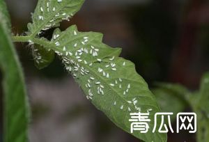 温室番茄白粉虱防治技巧"