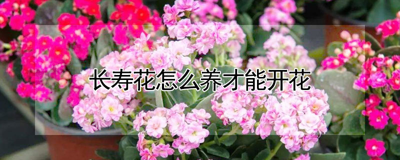 长寿花怎么养才能开花"