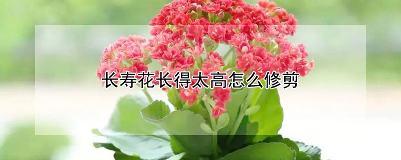 长寿花长得太高怎么修剪"