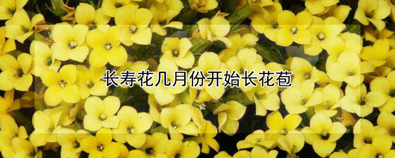 长寿花几月份开始长花苞"