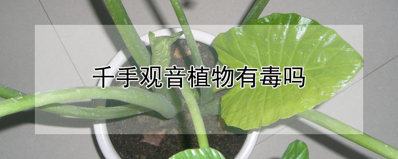 千手观音植物有毒吗"