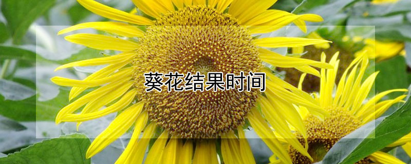 葵花结果时间"