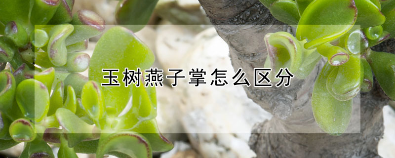 玉树燕子掌怎么区分"