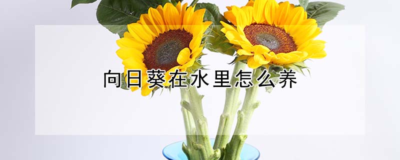 向日葵在水里怎么养"