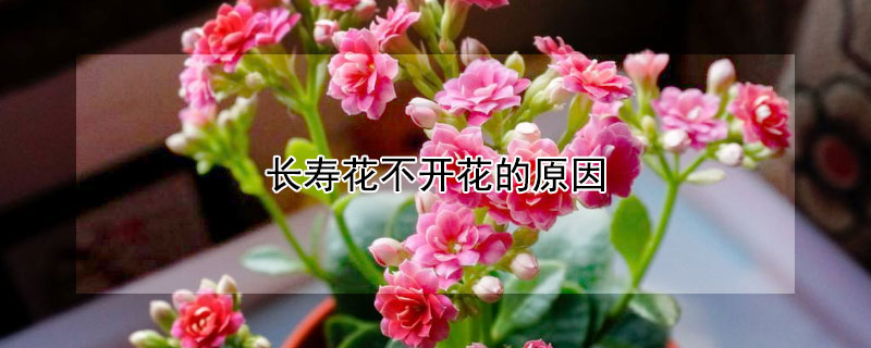 长寿花不开花的原因