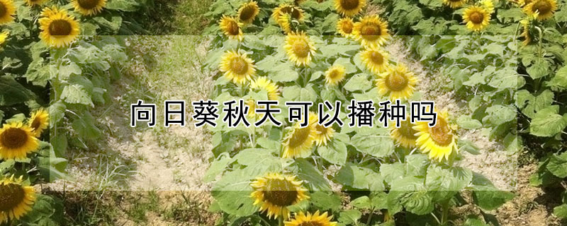 向日葵秋天可以播种吗"