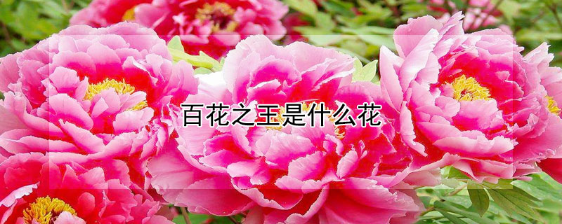 百花之王是什么花