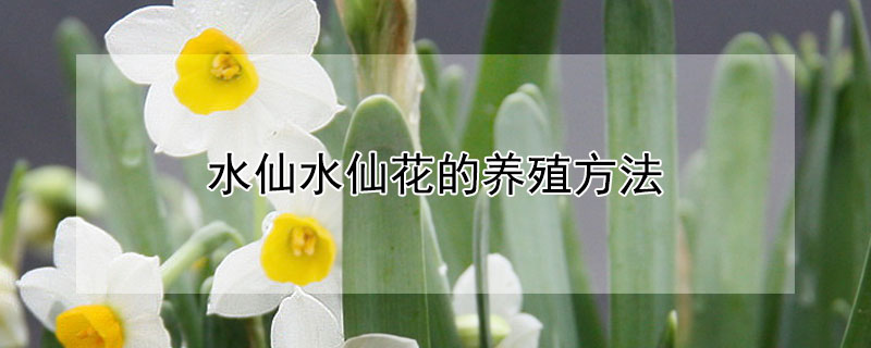 水仙水仙花的养殖方法"