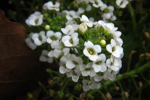 香雪球怎样播种