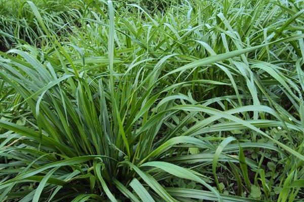 黑麦草种植时间及方法 黑麦草的生长特性