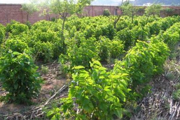 天麻种植的条件是什么 天麻种植时间