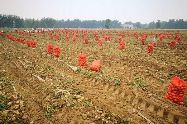 土豆高产种植技术与管理方法