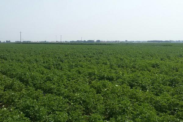 土豆高产种植技术与管理方法