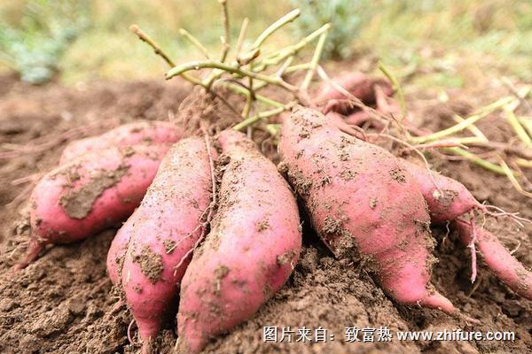 红薯与什么食物相克"